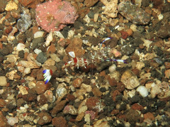 Ancylomenes holthuisi