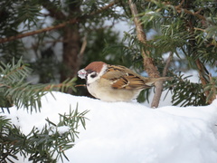 Passer montanus saturatus