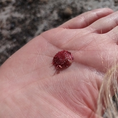 Spondylus gaederopus