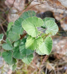 Pelargonium cordifolium