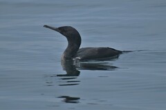 Leucocarbo bougainvillii