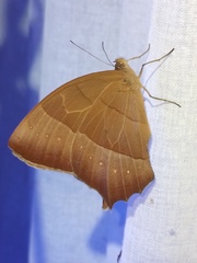 Taygetis rufomarginata