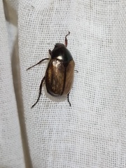 Callistethus marginatus