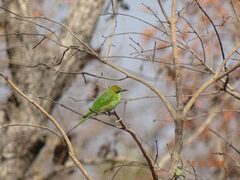 Merops viridissimus