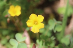 Oxalis californica