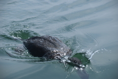 Leucocarbo bougainvillii