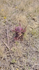 Pedicularis dasystachys