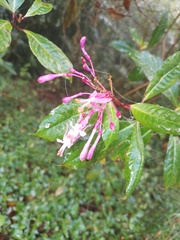 Fuchsia paniculata