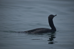 Leucocarbo bougainvillii