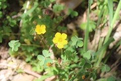 Oxalis californica