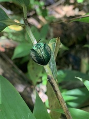 Cyrtonota