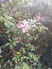 Fuchsia paniculata