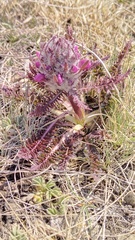 Pedicularis dasystachys