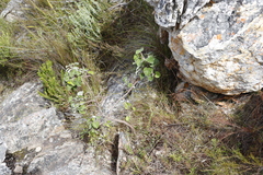 Pelargonium cordifolium