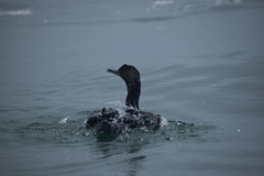 Leucocarbo bougainvillii