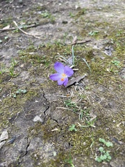 Crocus tommasinianus