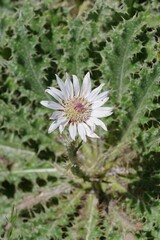Berkheya purpurea