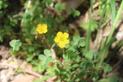 Oxalis californica