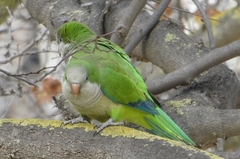 Myiopsitta monachus