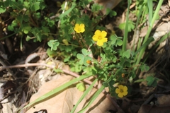 Oxalis californica