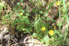 Oxalis californica