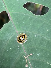 Ischnocodia annulus