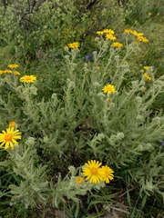 Senecio adenotrichius