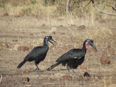 Bucorvus abyssinicus