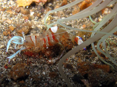 Ancylomenes magnificus