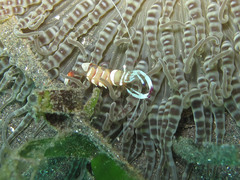 Ancylomenes magnificus