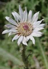 Berkheya purpurea