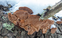 Phellinus abietis