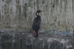 Poikilocarbo gaimardi