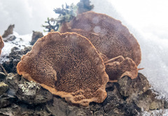 Phellinus abietis