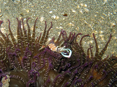 Ancylomenes magnificus