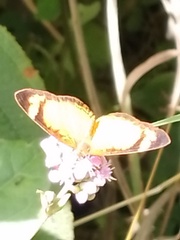 Tegosa anieta