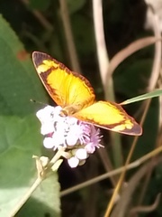 Tegosa anieta