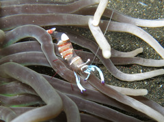 Ancylomenes magnificus