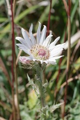 Berkheya purpurea