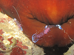 Ancylomenes sarasvati