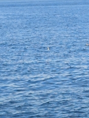 Aechmophorus occidentalis