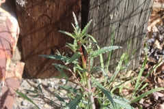 Eulobus californicus