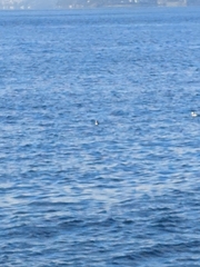 Aechmophorus occidentalis