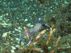 Ancylomenes sarasvati