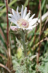 Berkheya purpurea