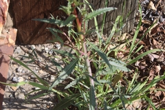 Eulobus californicus