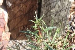 Eulobus californicus