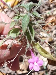 Ruellia inundata