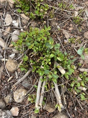 Packera obovata