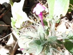 Ruellia inundata
